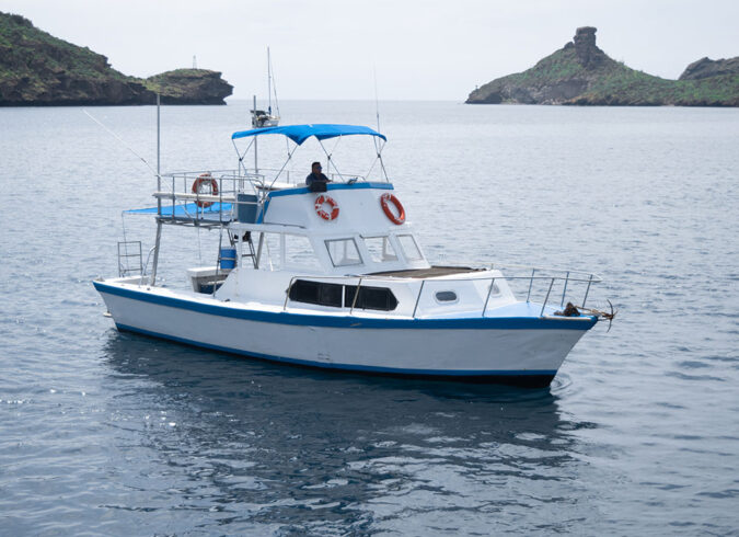 Petrel